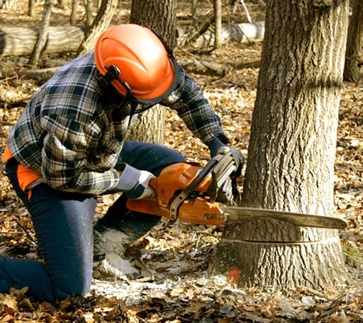 Tree Removal in Belgium, WI